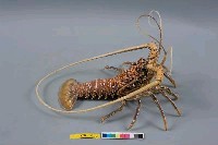 白鬚龍蝦藏品圖，第5張